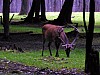 022 - Polonia - Bialowieza - Parco Palacowy - Cervo