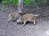 028 - Polonia - Bialowieza - Parco Palacowy - Cinghiali