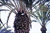 050 - Elche - Palme e colombe