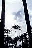 068 - Elche  - tramonto tra le palme