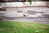 070 - Svizzera - Ginevra - Parco con gli scoiattoli