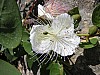 038 -  Dougga - Cappero