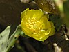 021 - Cartagine - fiore