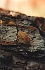 005 - Phaselys - Larva d'insetto