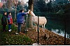 013 - Marostica - Lama
