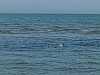 41 - Isola di Ca' Venier - Spiaggia di Boccasette - Gemano reale al mare