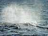 30 - Norvegia - Isole Vesteralen - Whalesafari - Secondo capodoglio