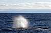 39 - Norvegia - Isole Vesteralen - Whalesafari - Terzo capodoglio