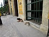 037 - Cani adottati dalla città