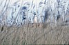 024 - Foce del Po tra Goro e Porto Tolle - Il faro