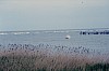 026 - Foce del Po tra Goro e Porto Tolle - Panorama