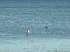 07 - Estonia - Saaremaa - Penisola di Sorve - Gru