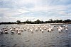012 - Parco della Camargue - Aironi