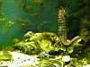 42 - Parco naturale Valle Canal Novo - Acquario