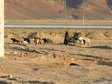 01 - Verso Wadi Rum - Capre al pascolo
