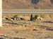 01 - Verso Wadi Rum - Capre al pascolo