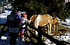 041 -Giro a San Vigilio di Marebbe - Stefano e i cavalli